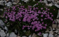Moss Campion (probably)